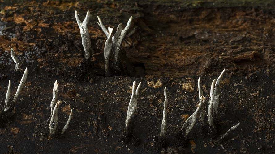 Laag bij de grond - Marcel Batist